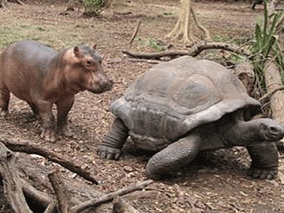 Baby hippopotamus follows tortoise around.