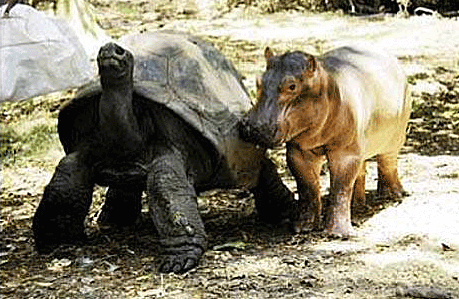 Baby hippopotamus follows tortoise around.