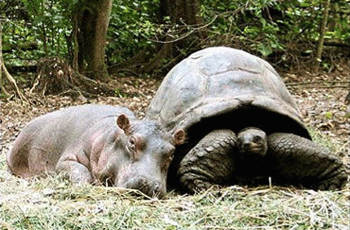 Hippopotamus and tortoise resting side by side.