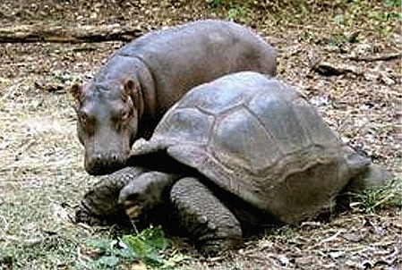 Tortoise and young hippopotamus eating together.