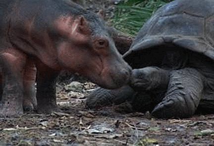 Tortoise and young hippopotamus rubbing noses.