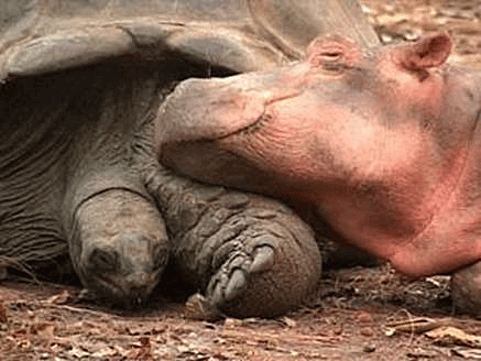 Tortoise and young hippopotamus sleeping side by side.