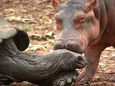 Tortoise and young hippopotamus snuggle together.