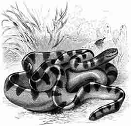 Images of Hydrophis snakes.