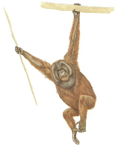 A Orangutan illustrating having both hands and feet as hands.