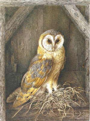 A barn owl.