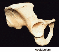 The acetabulum bone