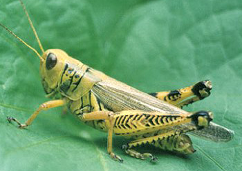 Example of an acridograsshopper.