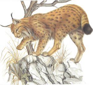 A wildcat and plants that exist on rocky areas.