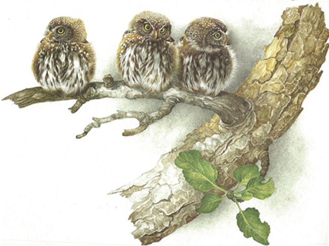 Three young owls on a tree branch.