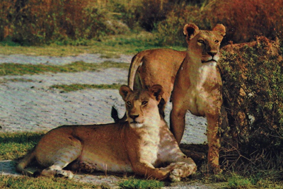 Lionesses looking around.