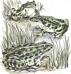 Frogs in a pond.