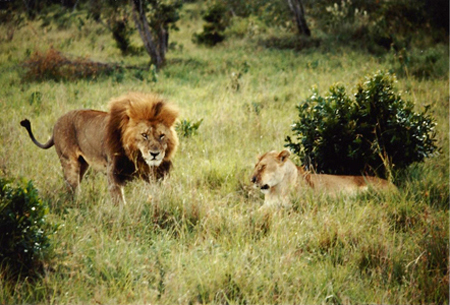 A lion is approaching his lioness.