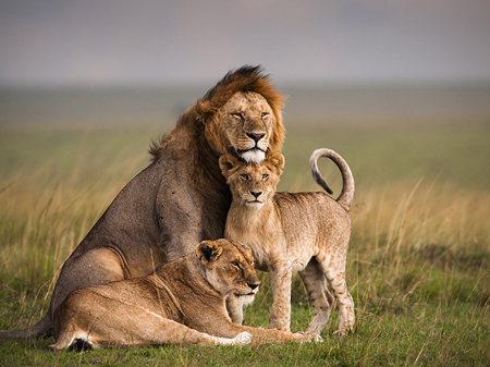 A male lion with two young ones.