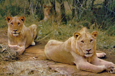 Lionesses resting.