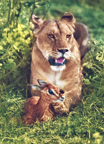 A lioness with a little antelope.