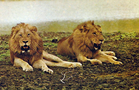 Two lions relaxing.