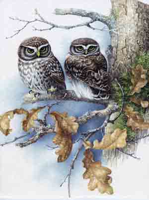 Two owls in a tree.