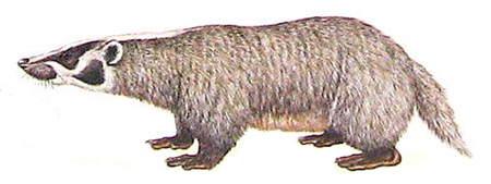 An American badger.