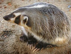An American badger showing its sharp claws.