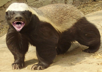 Honey badger showing its sharp claws.