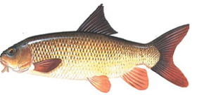 A fish with barbels.