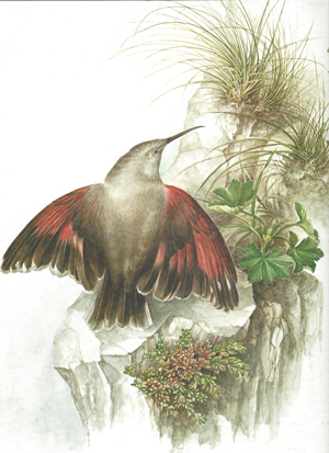 A bird and plants are living in a rocky area.