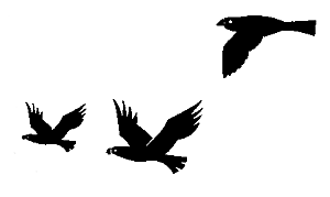Silhouette of birds in flight
