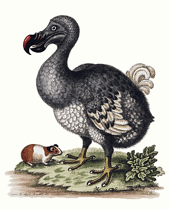 Another illustrators concept of what the dodo looked like.