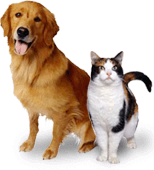 Dog and cat companions