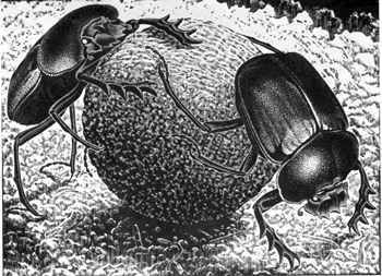 Two dung beetles struggling to move a ball of dung.