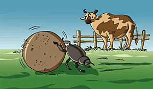 A dung beetle is one example of a coprophagous cosumer.