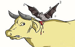 Vampire bat is getting its blood meal from a cow.