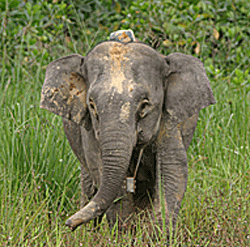 Pygmy elephant with GPS