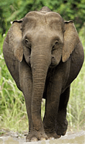 Pygmy elephant on Borneo