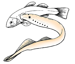 Cephalaspidomorphi sucking fish.