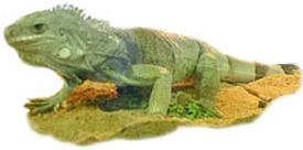 An example of an iguana.
