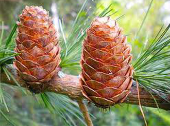Example of imbricative pine cones.