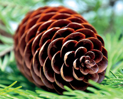 Example of imbricatively shaped pine cone.