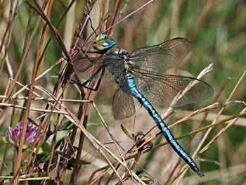 A dragonfly has landed on a stem of a plant.