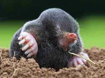 Cape Golden Mole, a common species in parts of South Africa.