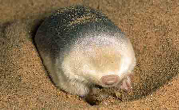 Grants Golden Mole, habitat is in sand.
