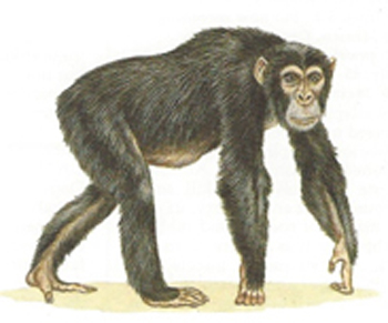 A monkey that is using both hands and feet as hands.