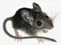 One example of a mouse.