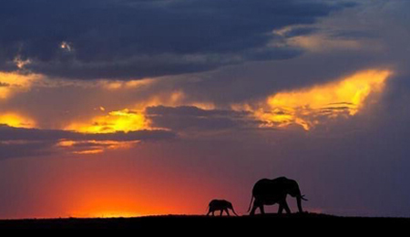 An adult and a small elephant are walking across the horizon.