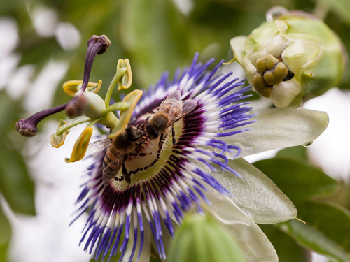 Two bees getting nectar from a flower.