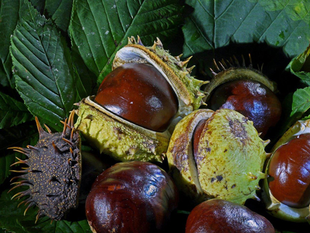 Chestnuts from a tree.