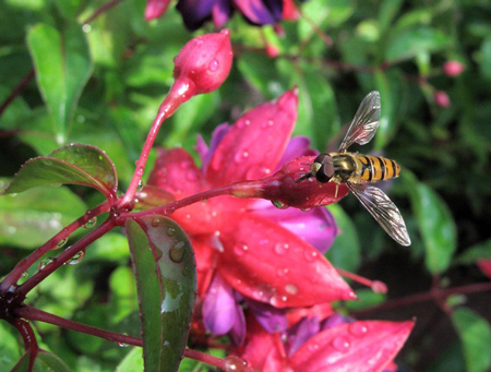 Hoverfly gets nectar from flowers.