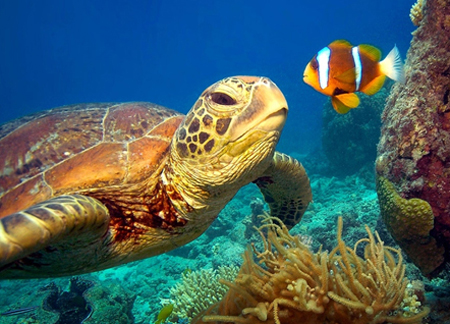 A fish and a turtle are examples of two ocean creatures.