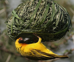 An example of a bird nesting.